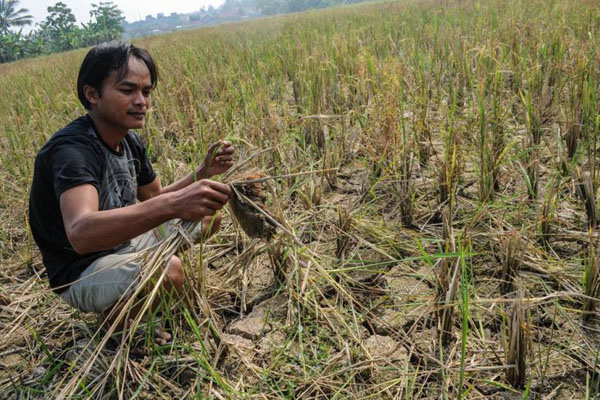  114 Hektare Sawah di Bangka Selatan Terancam Gagal Panen