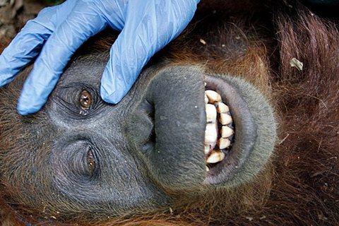  Dampak Karhutla, 37 Orang Utan di Kalimantan Tengah Terjangkit ISPA