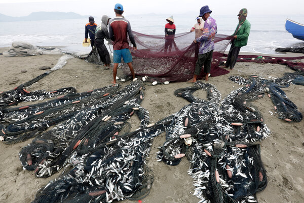  Fenomena dan Misteri Matinya Ikan di Pesisir Ambon