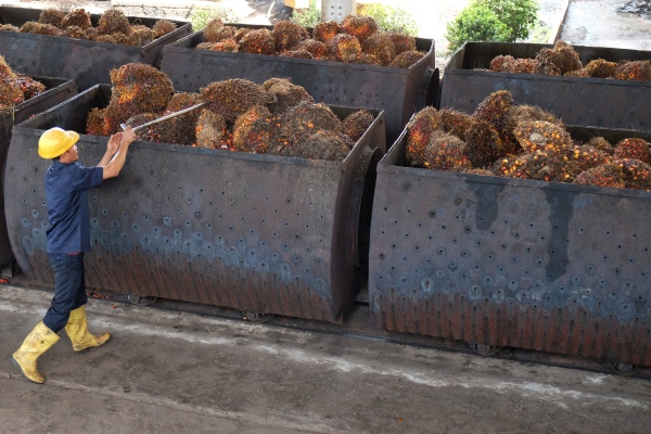 Pekerja menyusun tandan buah segar kelapa sawit untuk diolah menjadi Crude Palm Oil (CPO) di Pabrik Kelapa Sawit Adolina milik PTPN IV, di Serdang Bedagai, Sumatera Utara, Selasa (13/8/2019)./ANTARA FOTO-Irsan Mulyadi