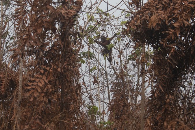  Habitat Orangutan Terancam Kebakaran Hutan