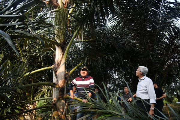  Sumatra Selatan Kembangkan Tanaman Aren