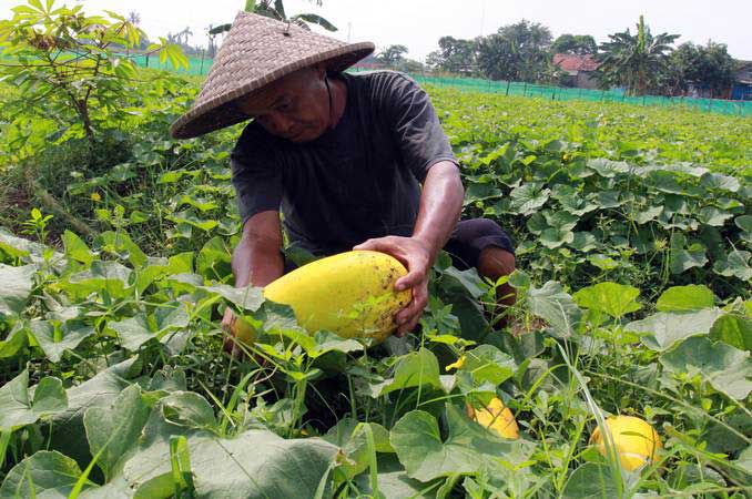  UU Sistem Budidaya Pertanian Berkelanjutan Dinilai Susahkan Petani