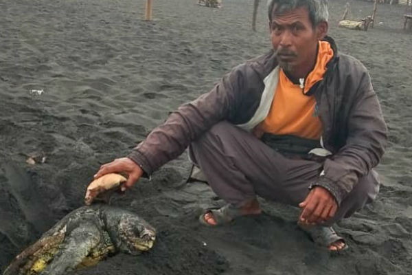  Penyu Sepanjang 1 Meter Terdampar dan Mati di Pantai Kulonprogo