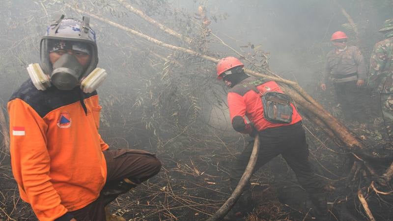  Lahan Terbakar, KLHK Evaluasi Korporasi dan Pemda