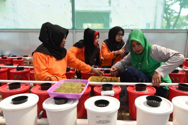  IRT Sulap Lahan Tidur Jadi Ladang Bisnis Hidroponik