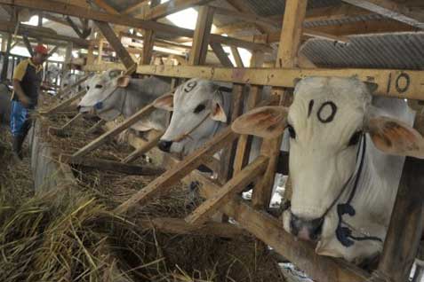  Lelang 350 Ekor Sapi Kali Kedua di Riau Sepi Peminat