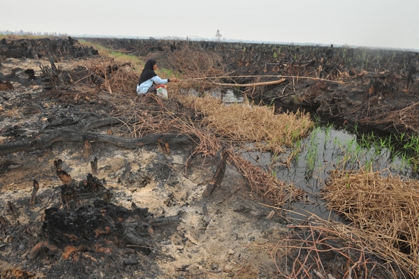  BNPB Siapkan 10.000 Bibit Pohon Laban Tahan Api