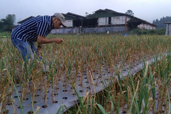  Agens Hayati Efektif Tangani Penyakit Blas