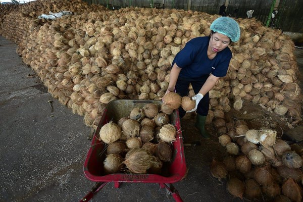  Pemerintah Diminta Jamin Keberlanjutan Bahan Baku Industri Pengolahan Kelapa