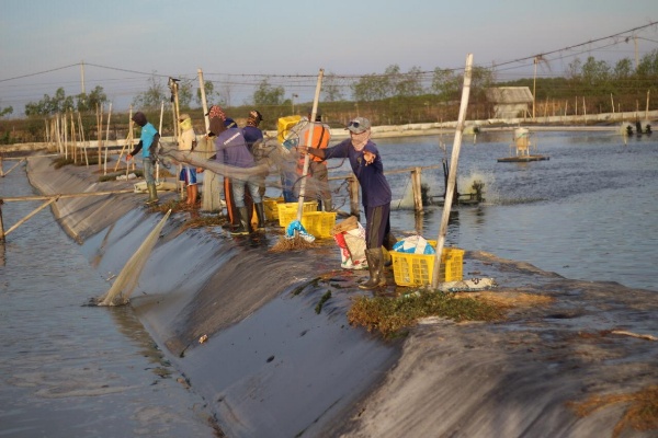  eFishery Siapkan 1.000 SmartFeeder untuk Pembudidaya Ikan dan Udang