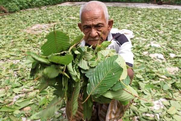  Kontroversi Kratom, Dibudidayakan Petani, Dicekal Polisi