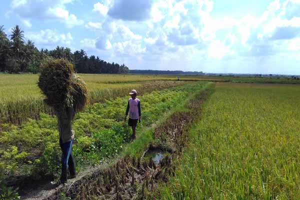  Pemuda Kulonprogo Dibentuk Jadi Petani Milenial