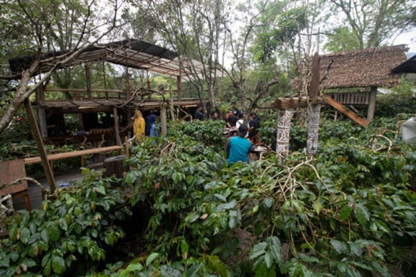  Sensasi Ngopi di Takengon, di Kedai Tengah Kebun Kopi