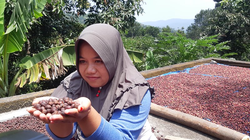  Tiga Pengusaha Kopi di San Francisco Diajak Lihat Kopi di Toraja