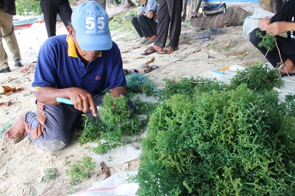  Upaya Jakarta Kembalikan Komoditas Unggulan Rumput Laut di Kepulauan Seribu