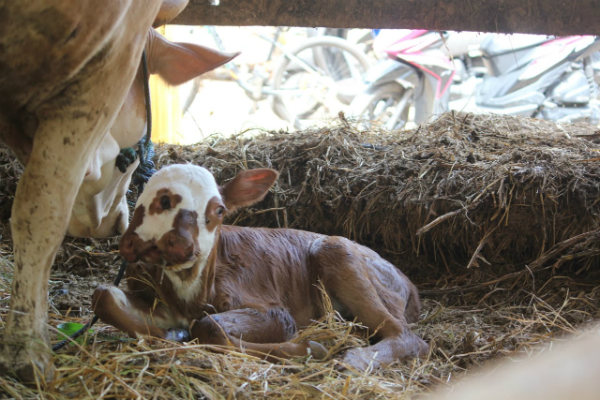  Anak Sapi ini Terlahir dengan Dua Mulut dan Empat Mata