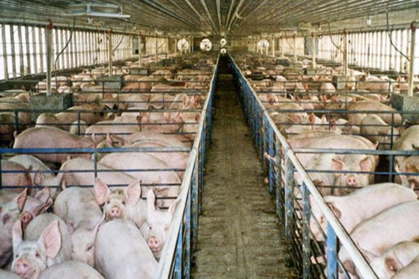 Ribuan Babi Mati Diduga Terjangkit ASF, Ini Respons Kementan