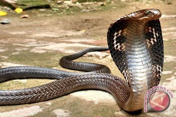  Dipatuk Ular King Kobra Peliharaan Sendiri, RAY Meninggal di RSUI Depok