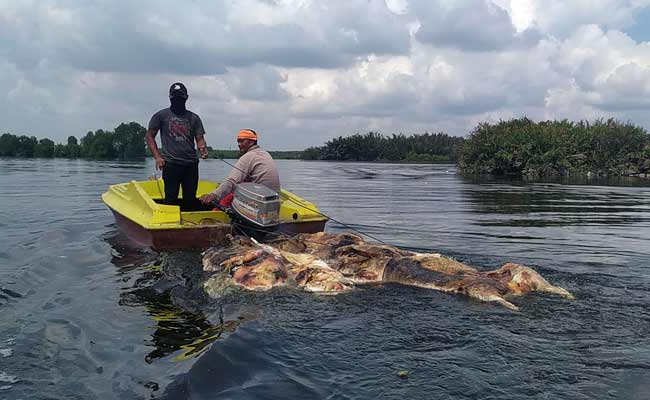  Wabah Virus Hog Kolera dan Demam Babi Afrika