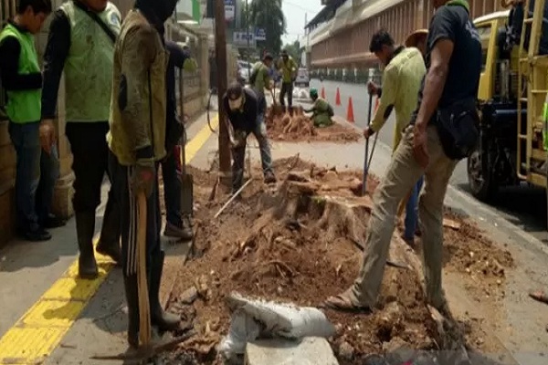 Penebangan Pohon di Cikini, Ketua DPRD DKI Akan Panggil Dinas Kehutanan