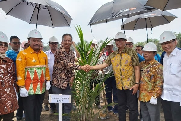  Ayo Petani Sawit, Ini Ada Dana Hibah dan Kredit Murah untuk Replanting