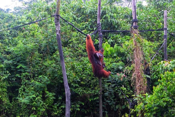  Pupuk Kaltim Beri Mobil Operasional untuk Dukung Penyelamatan Orangutan di BOSF