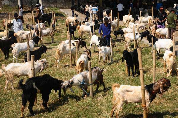  Di Boyolali, Posyandu Kambing Beroperasi Tiap Semester