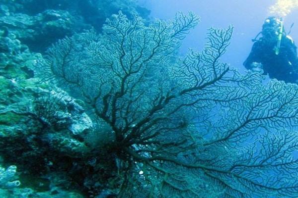  Bone Bolango Promosikan Taman Laut Olele Melalui Festival Menyelam