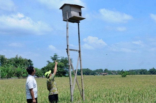  Karawang Alokasikan Rp119 Juta untuk Penangkaran Burung Hantu