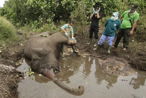  Petugas KLHK Selidiki Penyebab Gajah Mati di Kawasan Konsesi Bengkalis