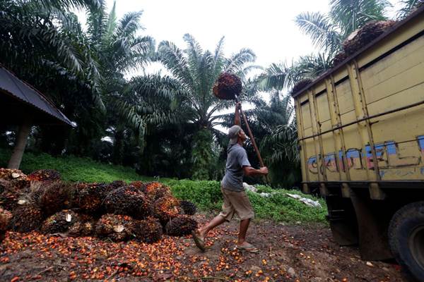  Produksi Minyak Sawit Indonesia Naik 13%