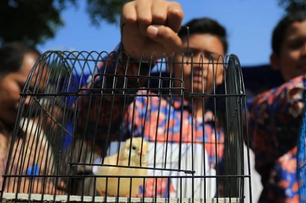  Menengok Keunggulan Ayam Dalam Program Chickenisasi Oded