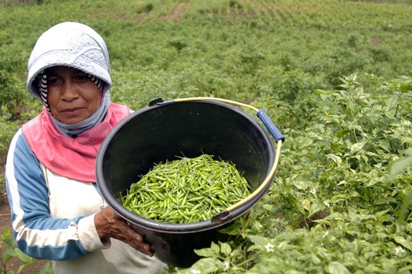  Salah Satu Kunci Dongkrak Kesejahteraan Petani Sumut