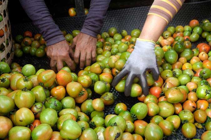  Harga Tomat Masih Tinggi, TPID Sulut Bakal Gelar Operasi Pasar Lagi