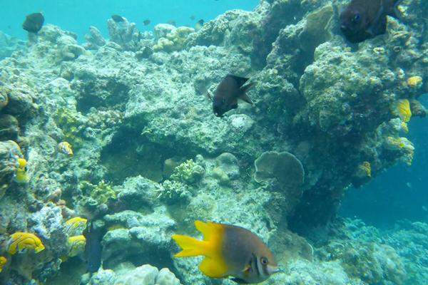  KKP Berkukuh Pertahankan Koral Alam