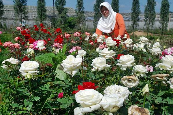  IPB dan Pemkab Bogor akan Gelar Festival Bunga dan Buah Nusantara