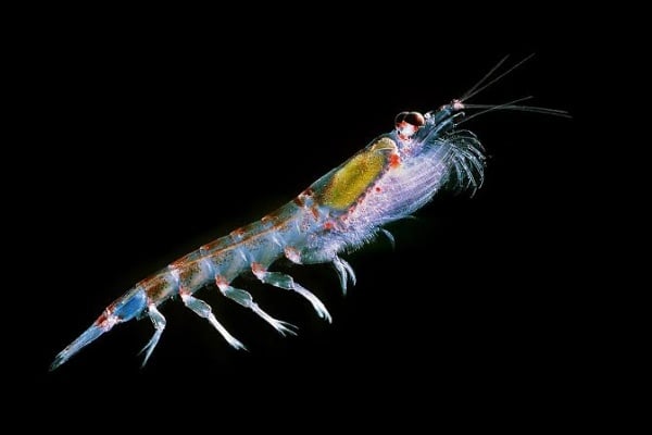  Manfaat Minyak Krill Antartika dari Pencegahan Kardiovaskular Hingga Penuaan 