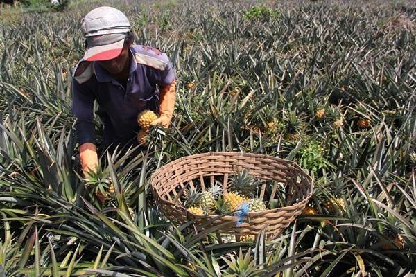  Kadin Riau Tawarkan Hilirisasi Komoditas Nanas