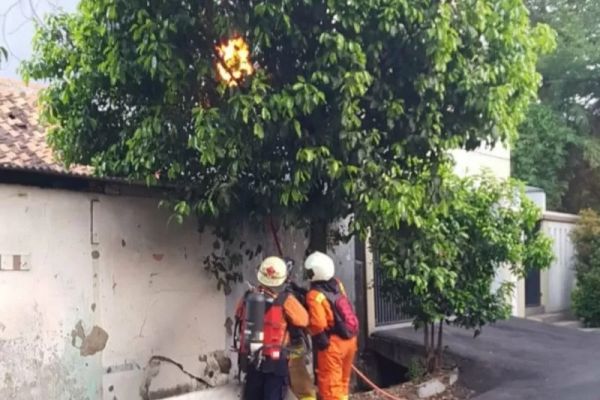  Sarang Tawon Dievakuasi dari 11 Lokasi di Jakarta Timur