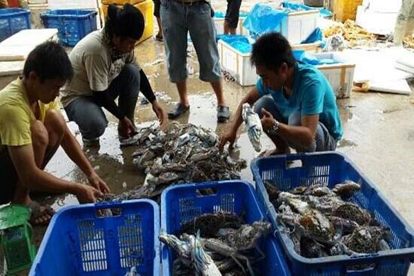  Pembangunan 3 Pasar Ikan Bertaraf Internasional Rampung 2024