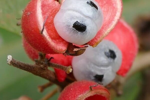 Sumut Pelopori Pembibitan Tanaman Eksklusif Guarana 