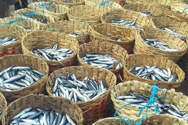 Ikan Lisong (Bullet Mackarel) hasil tangkapan ikan nelayan Palabuahnratu, Kabupaten Sukabumi./Antara-Aditya AR
