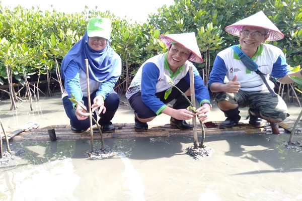 General Manager Pertamina MOR IV Iin Febrian (tengah) bersama jajarannya saat melakukan penanaman mangrove di kawasan Tambakrejo Semarang.