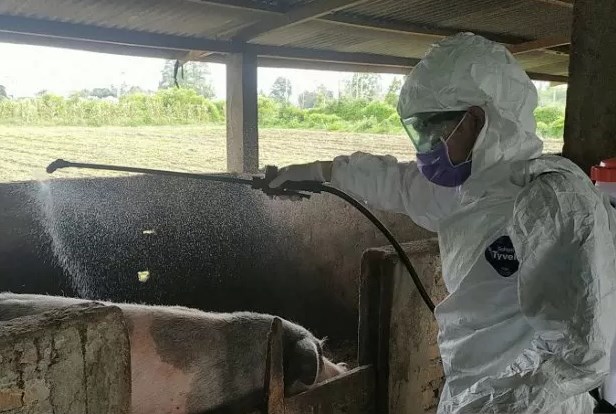  Kolera Sebabkan 22.985 Ekor Babi Mati di Sumut