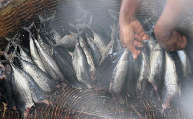  INDUSTRI IKAN KAYU DI ACEH BARAT