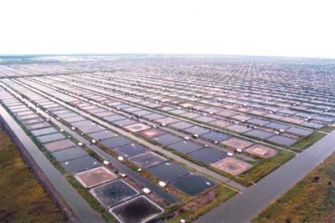  Reformasi Struktural Perlu Didukung Upaya Reindustrialisasi