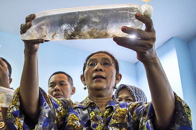 Menteri Kelautan dan Perikanan 2014-2019 Susi Pudjiastuti menunjukkan barang bukti benih lobster yang berhasil diamankan saat memberikan keterangan pers di Kantor Pengawasan Sumber Daya Kelautan dan Perikanan (PSDKP) Batam, Kepulauan Riau, Senin (15/7/2019)./ANTARA-M N Kanwa