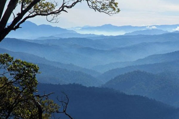  Aceh Tamiang Gunakan Sawit untuk Lindungi Ekosistem Leuser