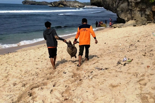  Lagi, Bangkai Penyu Ditemukan di Pantai Gunungkidul